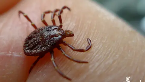 somoscomarca_garrapata_sergal_2022-09-24